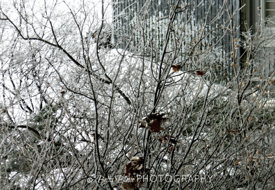 Iced Branches 1