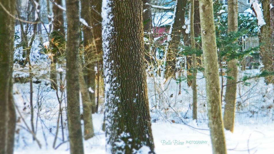 snowy woods by Bella Bleue